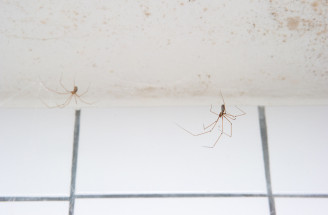 Pavúky v záhrade či domácnosti: Užitoční pomocníci alebo neželaní hostia?